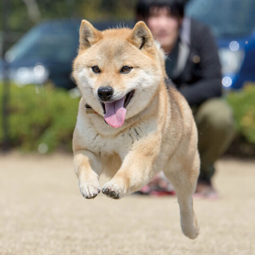 はな
