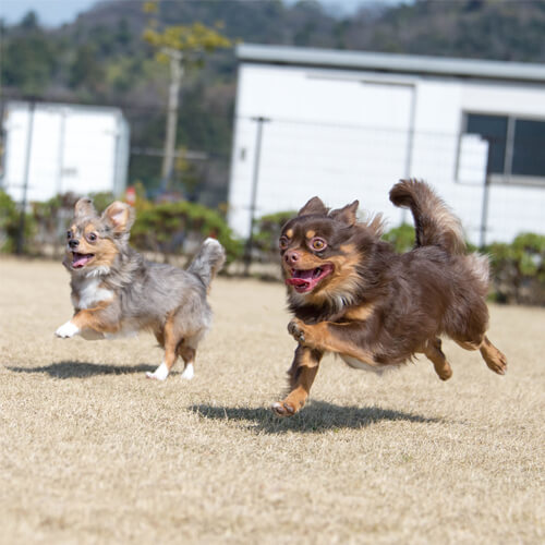 ココア・モカ